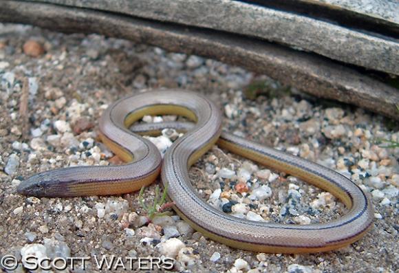 Silvery Legless Lizard (Anniella pulchra pulchra)