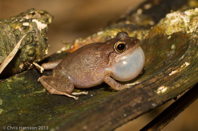 Coqui (Eleutherodactylus coqui)