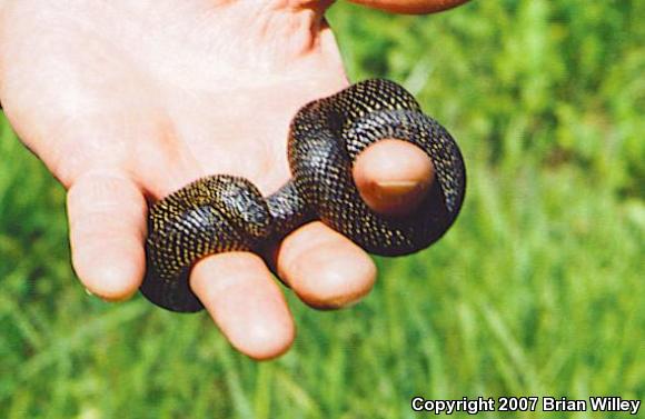 Speckled Kingsnake (Lampropeltis getula holbrooki)