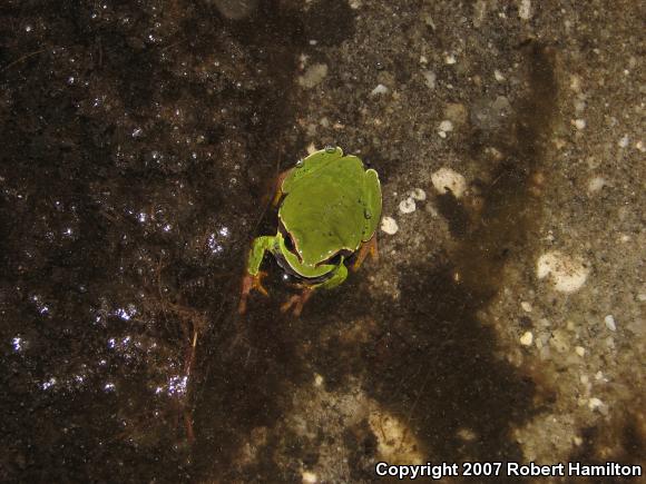 Pine Barrens Treefrog (Hyla andersonii)