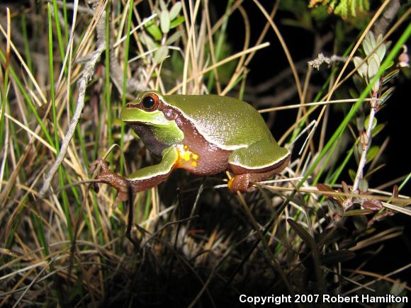 Pine Barrens Treefrog (Hyla andersonii)