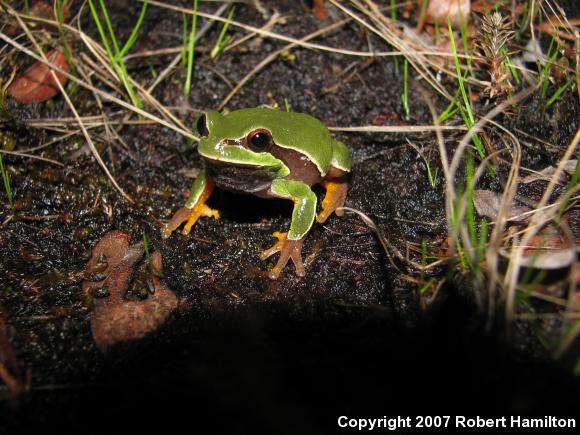 Pine Barrens Treefrog (Hyla andersonii)