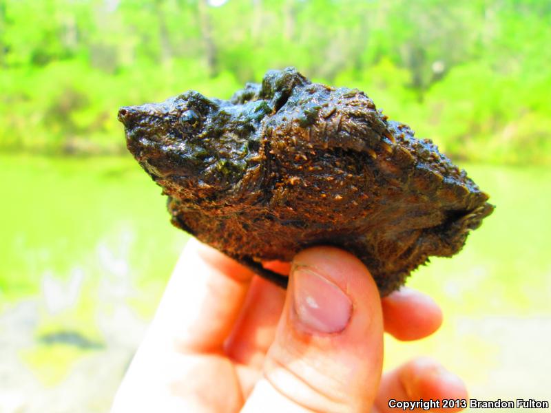 Alligator Snapping Turtle (Macrochelys temminckii)