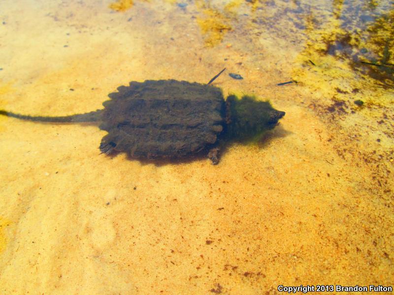 Alligator Snapping Turtle (Macrochelys temminckii)