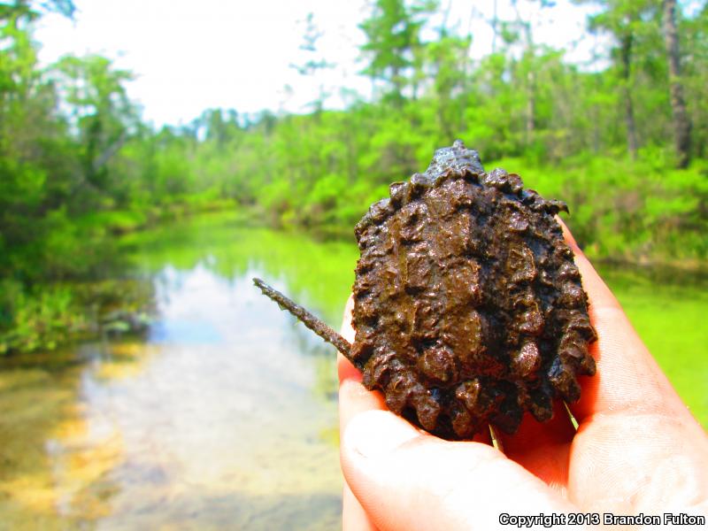 Alligator Snapping Turtle (Macrochelys temminckii)