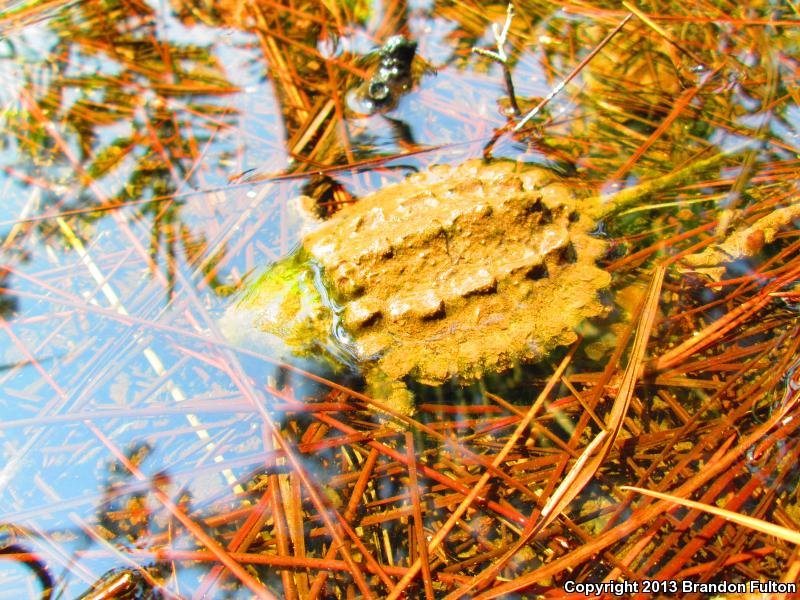 Alligator Snapping Turtle (Macrochelys temminckii)