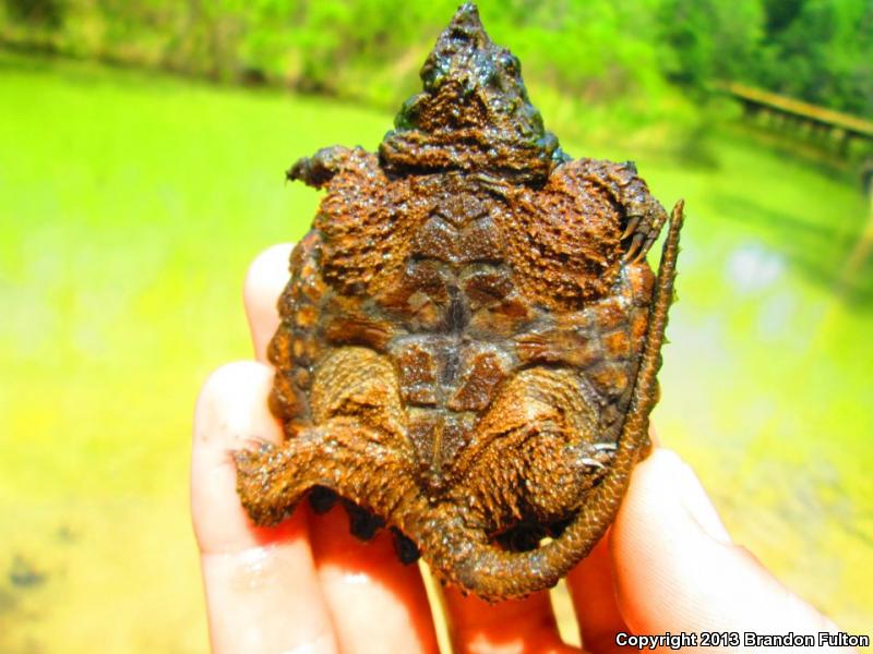 Alligator Snapping Turtle (Macrochelys temminckii)