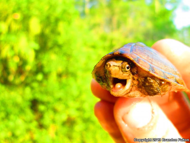 Loggerhead Musk Turtle (Sternotherus minor minor)