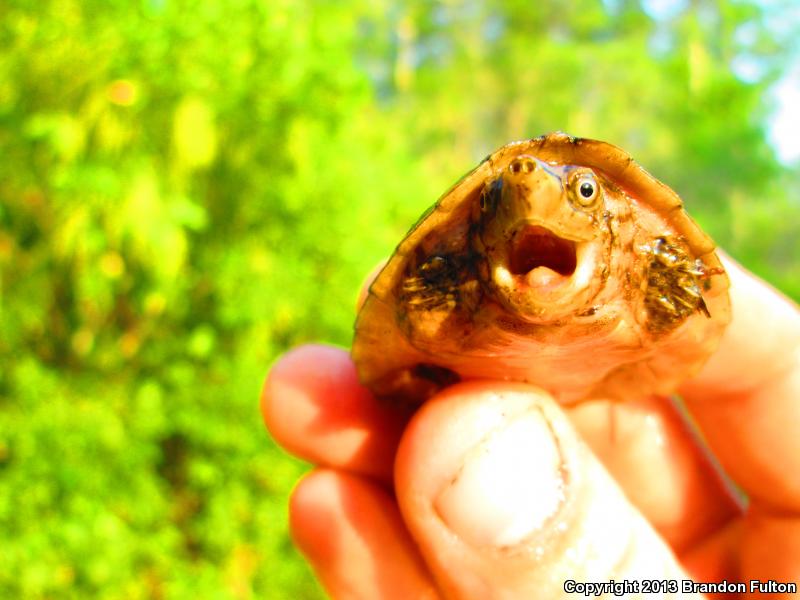 Loggerhead Musk Turtle (Sternotherus minor minor)