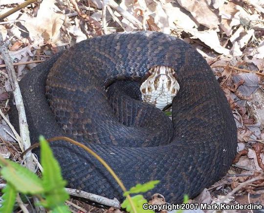 Florida Cottonmouth (Agkistrodon piscivorus conanti)