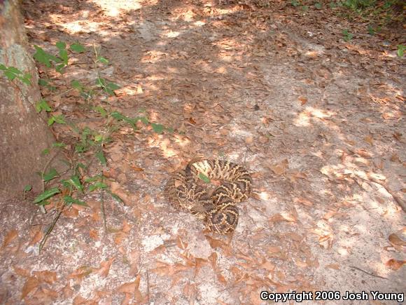 Eastern Diamond-backed Rattlesnake (Crotalus adamanteus)