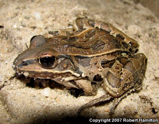 Southern Leopard Frog (Lithobates sphenocephalus utricularius)