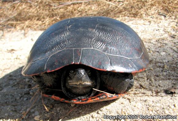 Northern Red-bellied Cooter (Pseudemys rubriventris)