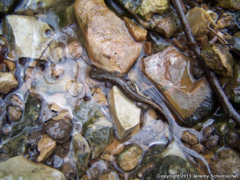 Dark-sided Salamander (Eurycea longicauda melanopleura)