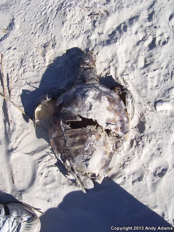 Kemp's Ridley Sea Turtle (Lepidochelys kempii)