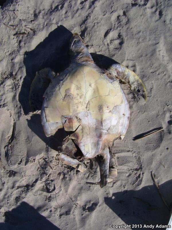 Kemp's Ridley Sea Turtle (Lepidochelys kempii)