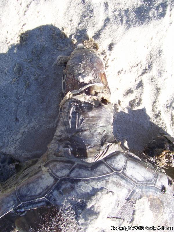 Kemp's Ridley Sea Turtle (Lepidochelys kempii)