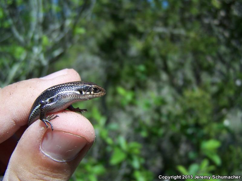 Southern Coal Skink (Plestiodon anthracinus pluvialis)