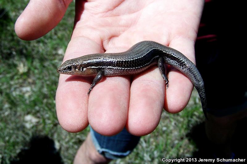 Southern Coal Skink (Plestiodon anthracinus pluvialis)