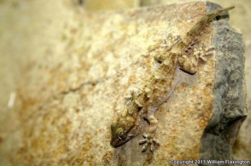 Ringed Wall Gecko (Tarentola annularis)