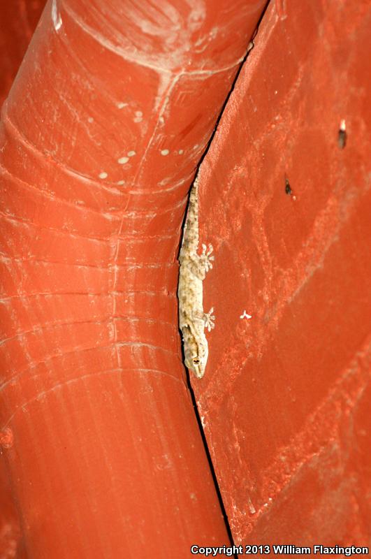 Ringed Wall Gecko (Tarentola annularis)