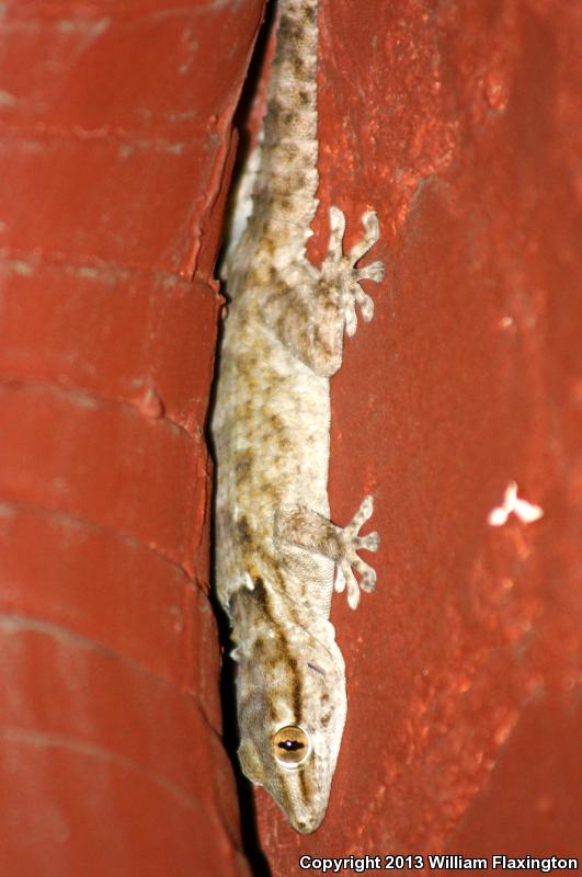 Ringed Wall Gecko (Tarentola annularis)