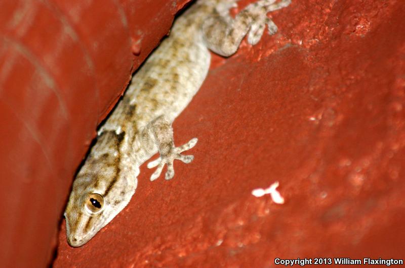 Ringed Wall Gecko (Tarentola annularis)