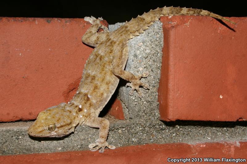 Ringed Wall Gecko (Tarentola annularis)