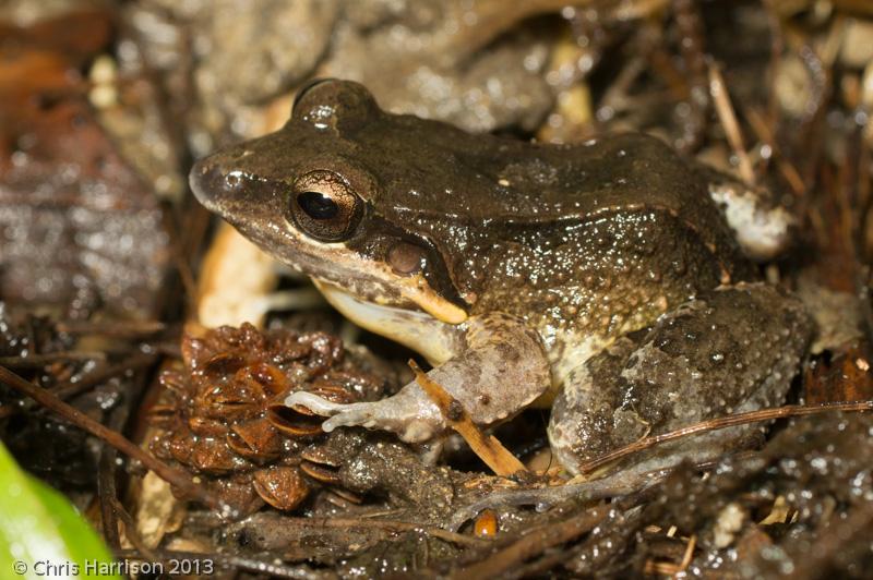 Neotropical Grass Frogs (Leptodactylus)