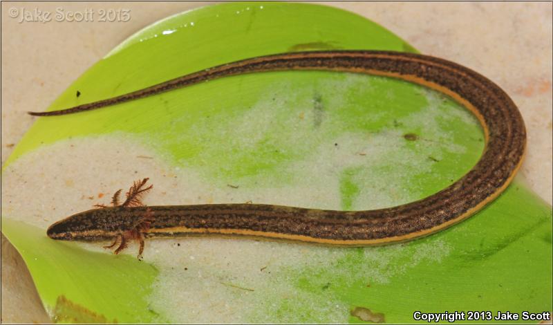 Narrow-striped Dwarf Siren (Pseudobranchus axanthus axanthus)