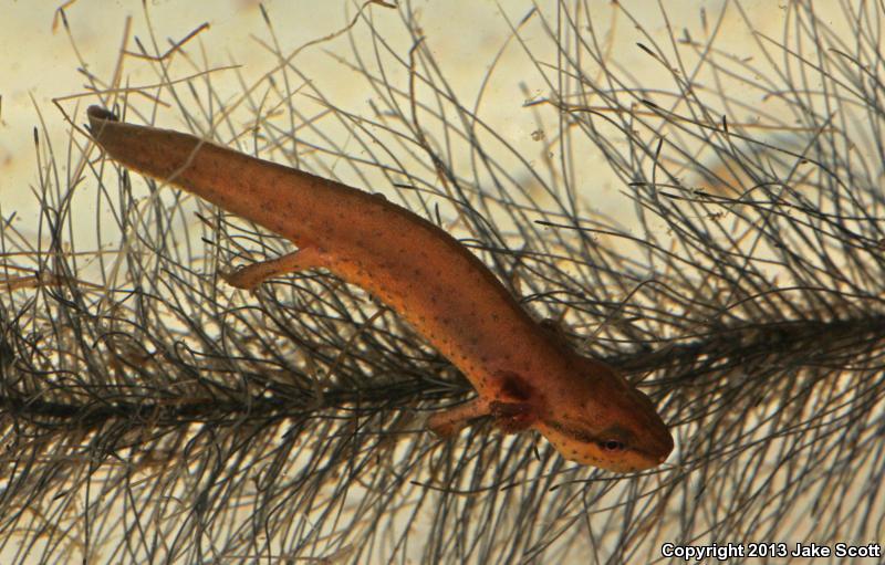 Peninsula Newt (Notophthalmus viridescens piaropicola)