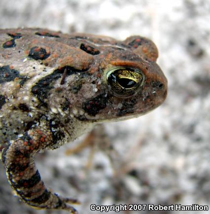 Fowler's Toad (Anaxyrus fowleri)