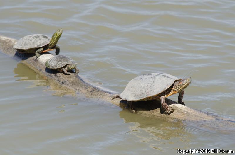 Big Bend Slider (Trachemys gaigeae gaigeae)