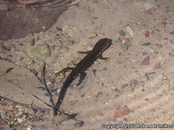 Red-Spotted Newt (Notophthalmus viridescens viridescens)