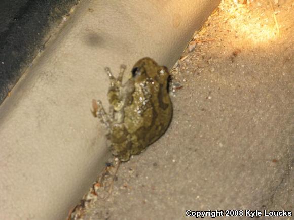 Gray Treefrog (Hyla versicolor)