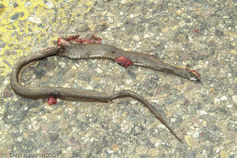 Colima Gartersnake (Thamnophis validus isabelleae)