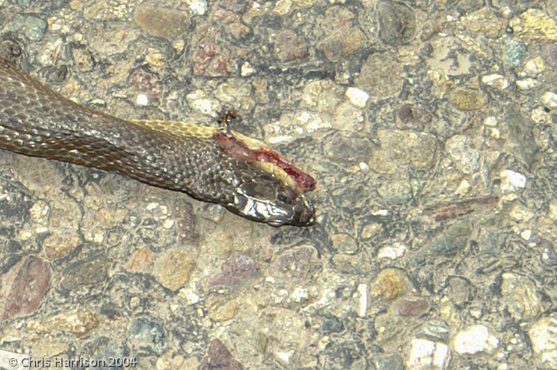 Colima Gartersnake (Thamnophis validus isabelleae)