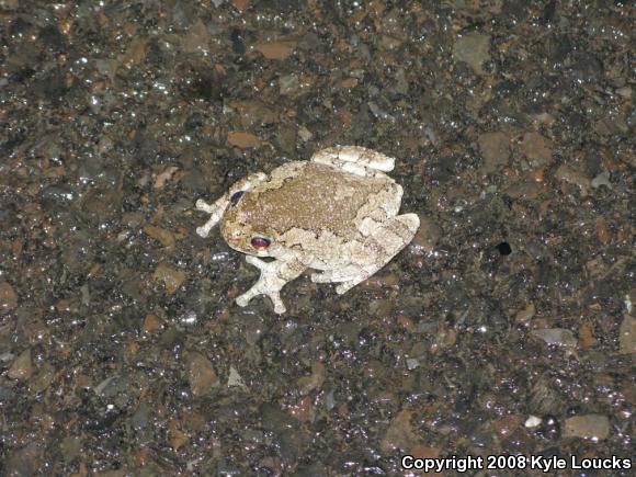 Gray Treefrog (Hyla versicolor)