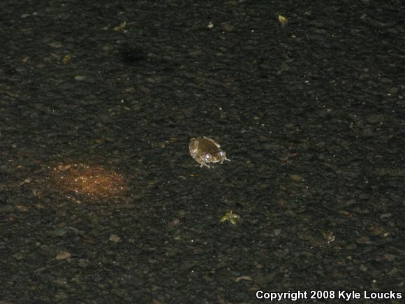 Gray Treefrog (Hyla versicolor)