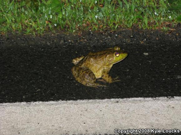 American Bullfrog (Lithobates catesbeianus)