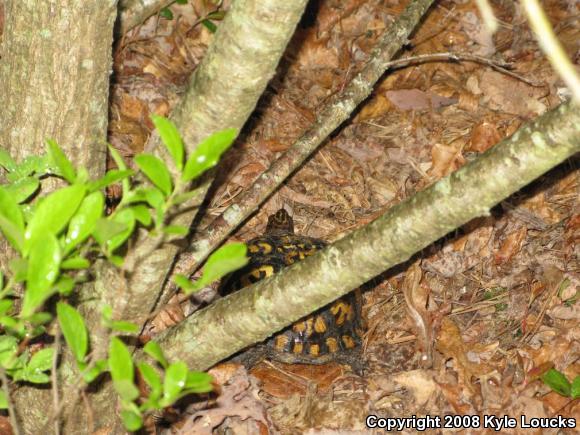 Eastern Box Turtle (Terrapene carolina carolina)