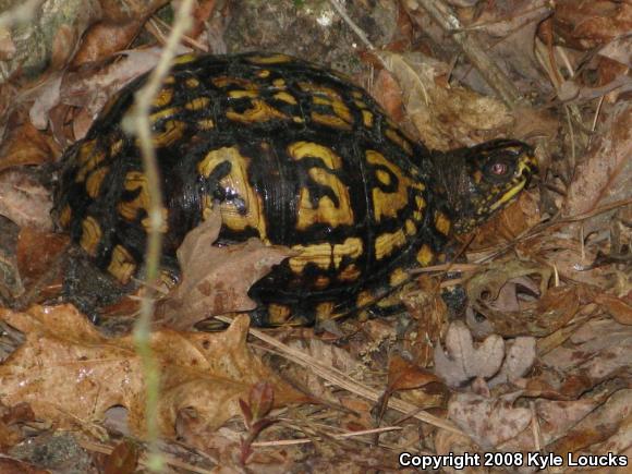 Eastern Box Turtle (Terrapene carolina carolina)