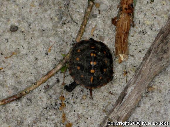 Eastern Box Turtle (Terrapene carolina carolina)