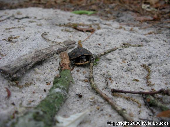 Eastern Box Turtle (Terrapene carolina carolina)