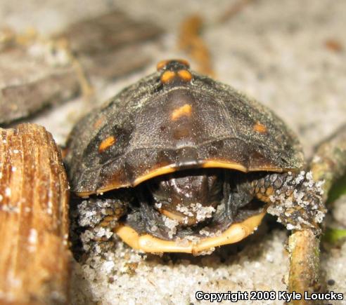 Eastern Box Turtle (Terrapene carolina carolina)