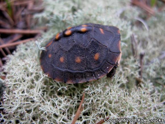 Eastern Box Turtle (Terrapene carolina carolina)