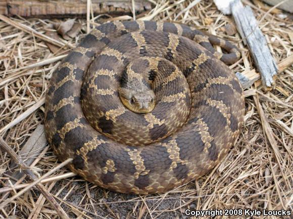 Eastern Hog-nosed Snake (Heterodon platirhinos)