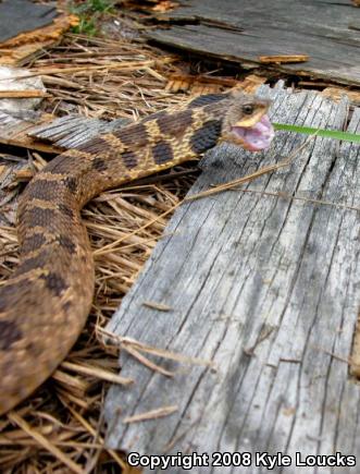 Eastern Hog-nosed Snake (Heterodon platirhinos)