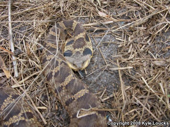 Eastern Hog-nosed Snake (Heterodon platirhinos)