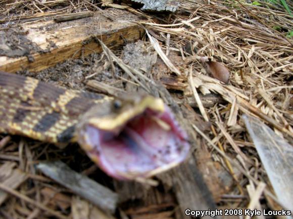 Eastern Hog-nosed Snake (Heterodon platirhinos)